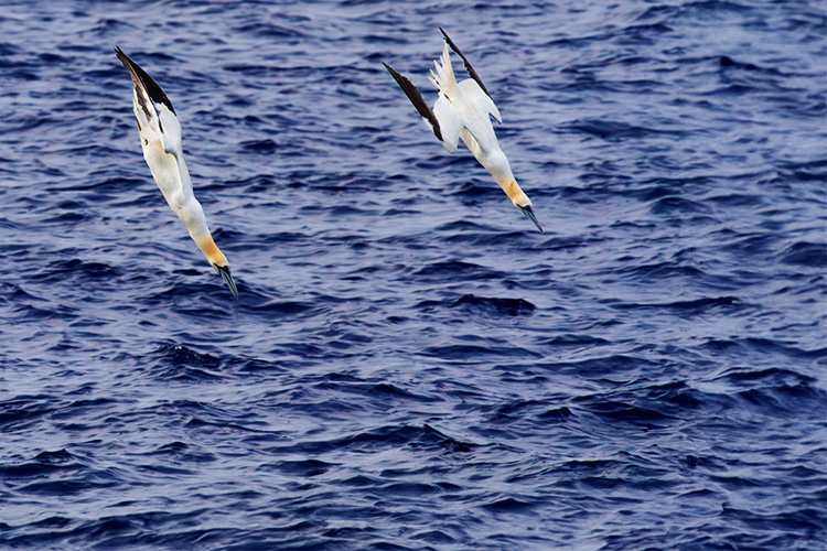 Pair of Gannets diving